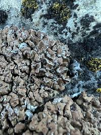 Psora tuckermanii image
