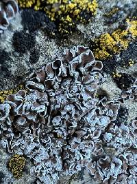 Psora tuckermanii image