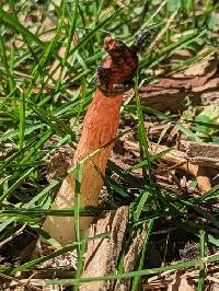 Phallus rugulosus image