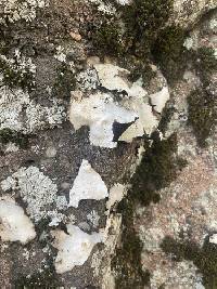 Umbilicaria americana image