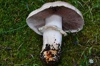 Agaricus moronii image