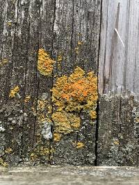 Xanthomendoza montana image