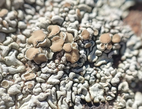 Protoparmeliopsis garovaglii image