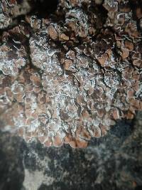 Psora tuckermanii image