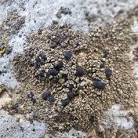 Lecidella stigmatea image