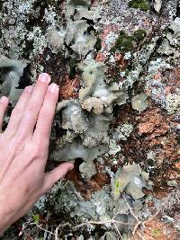 Umbilicaria americana image