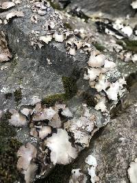Umbilicaria americana image