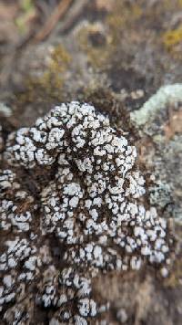 Psora cerebriformis image
