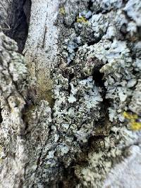 Physciella melanchra image