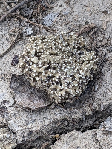 Circinaria rogeri image