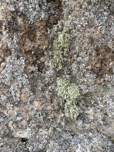 Ramalina labiosorediata image