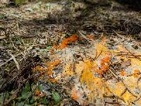 Thelebolus terrestris image