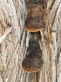 Pyrofomes juniperinus image