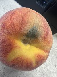 Penicillium expansum image