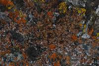 Psora tuckermanii image