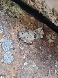 Umbilicaria americana image