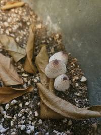 Leucocoprinus ianthinus image