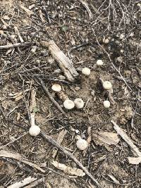 Tulostoma cretaceum image