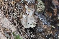 Umbilicaria americana image
