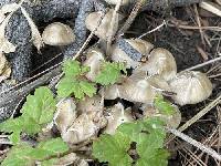 Candolleomyces candolleanus image
