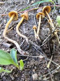 Conocybe semiglobata image