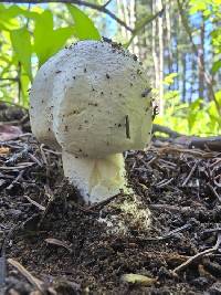 Agaricus didymus image