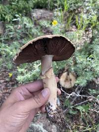 Agaricus gemellatus image