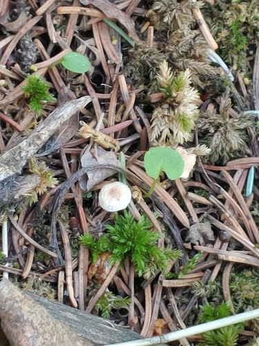 Peckorumyces umbonatus image