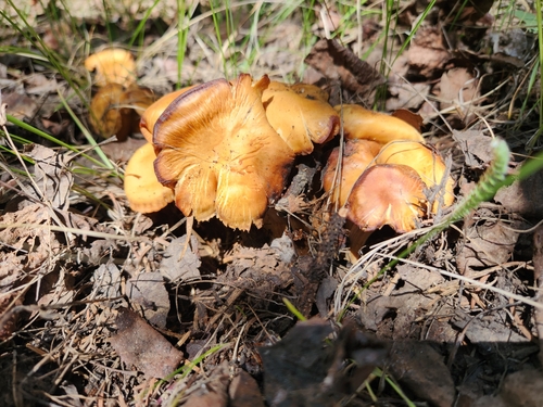 Hygronarius californicus image