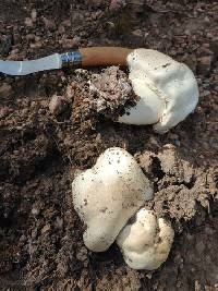 Agaricus gemellatus image