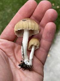 Candolleomyces candolleanus image