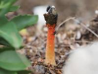 Phallus rugulosus image