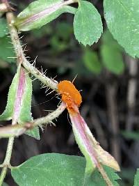 Phragmidium rosae-multiflorae image