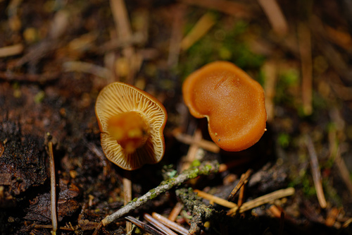 Hygronarius californicus image