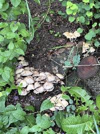 Candolleomyces candolleanus image