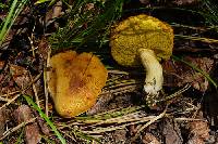 Boletus oregonensis image