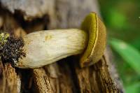 Boletus oregonensis image