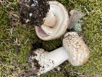 Agaricus amicosus image