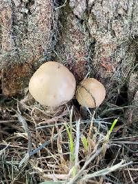 Candolleomyces candolleanus image
