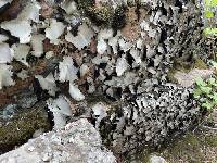 Umbilicaria americana image