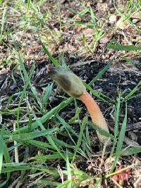 Phallus rugulosus image