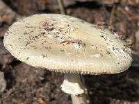 Amanita pantherinoides image