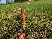 Phallus rugulosus image