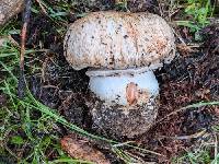 Agaricus amicosus image
