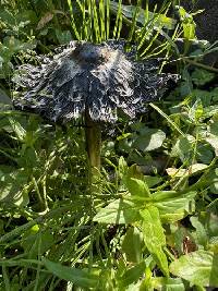 Coprinus calyptratus image