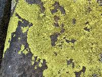 Pleopsidium flavum image