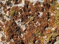 Calogaya saxicola image