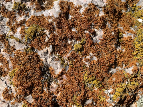 Calogaya image