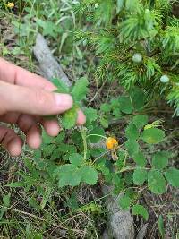 Phragmidium rosae-multiflorae image