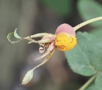Phragmidium rosae-multiflorae image
